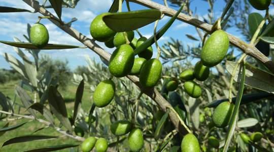 Green olives at Devon Siding